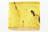 Detailed Fossil Ant and True Midge in Baltic Amber #288625-1